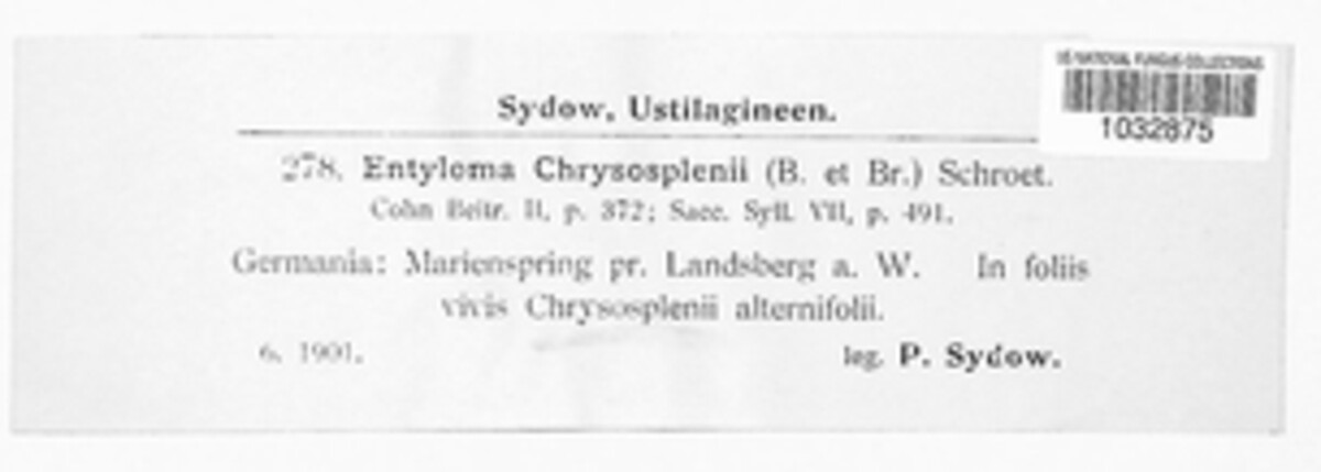 Entyloma chrysosplenii image